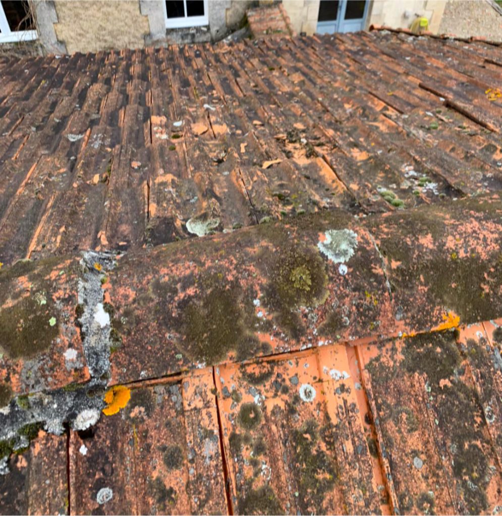 Mousse sur toiture